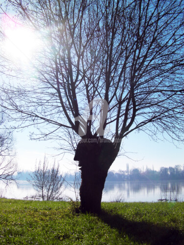 j'ai parlé à un deuxième arbre aujourd'hui